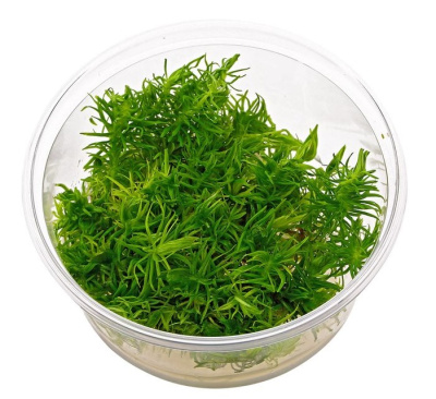 Погостемон Эректус (меристемное растение)